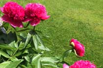 Flowers at The Malthouse B&B, Alton Towers