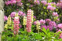 Lupins at The Malthouse B&B, Alton Towers Lupins at The Malthouse B&B, Alton Towers