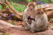 Monkey Forest, Trentham