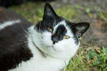 Smudge Smudge